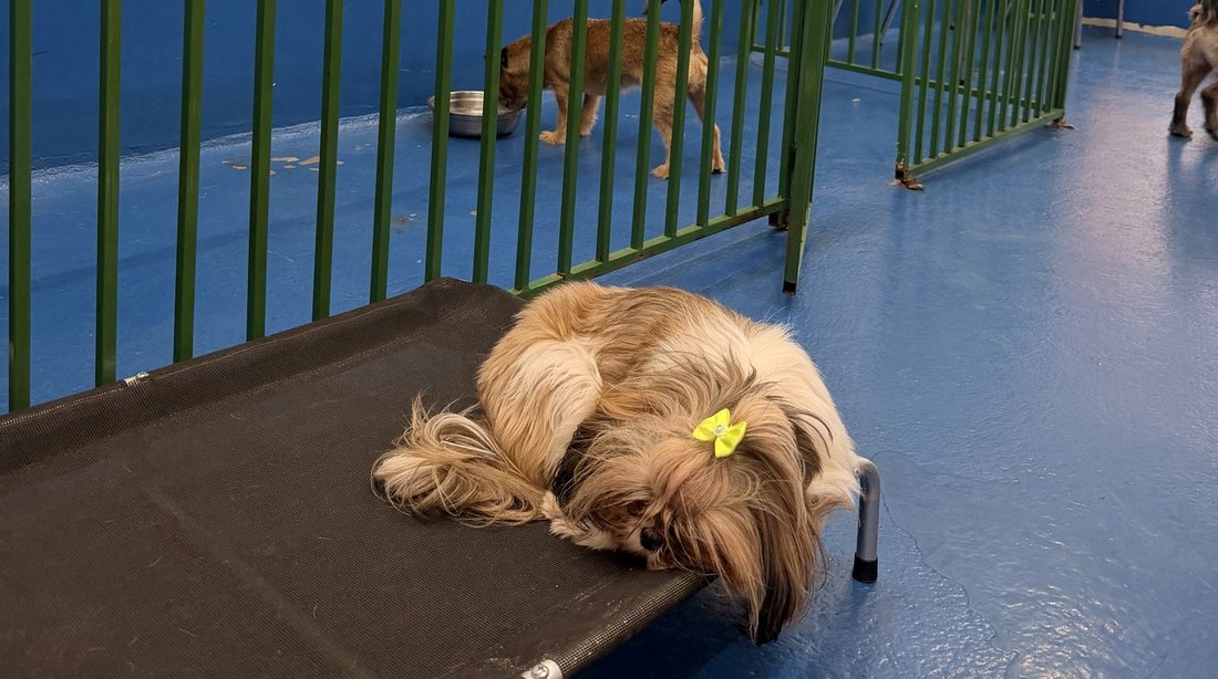 Cão descansando tranquilo durante a pausa da rotina