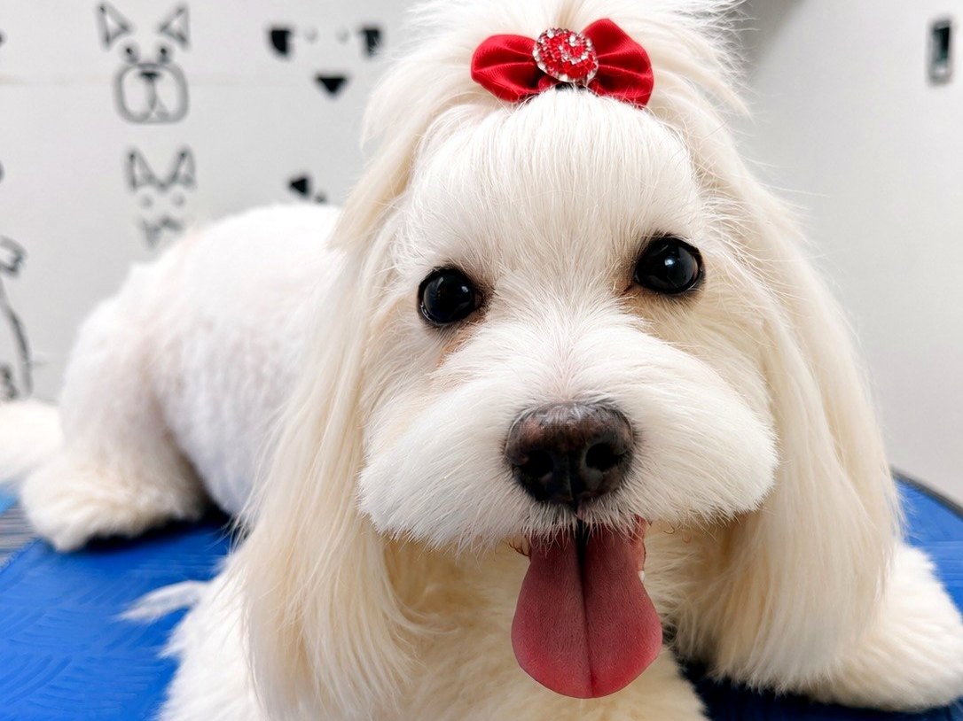 Cão de pelo branco tosado e escovado na Cão em Companhia, em Águas Claras
