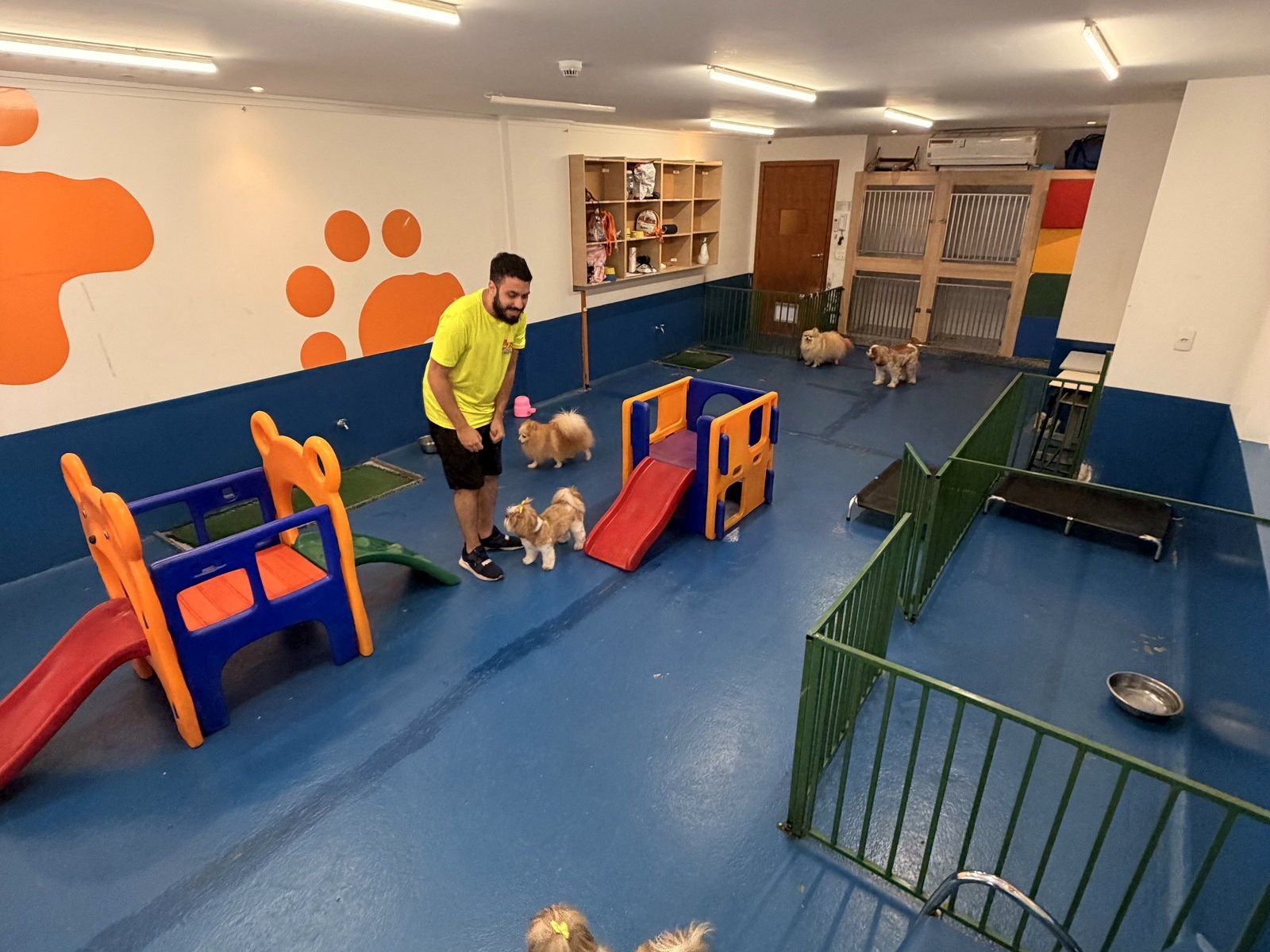 Área de creche e hospedagem da Cão em Companhia, com monitor acompanhando os cães